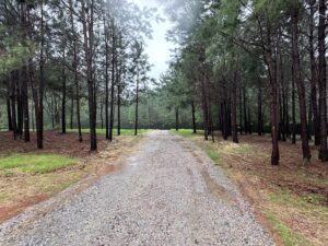 York County Forestry Mulching | Palmetto Land Services