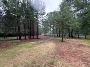 Forestry Mulching Company Near Me | Palmetto Land Services